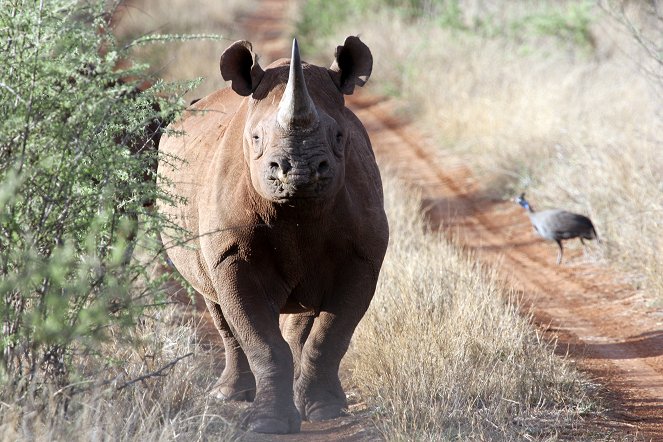 Zurück zur Wildnis – Das Madikwe Wildreservat in Südafrika - Film