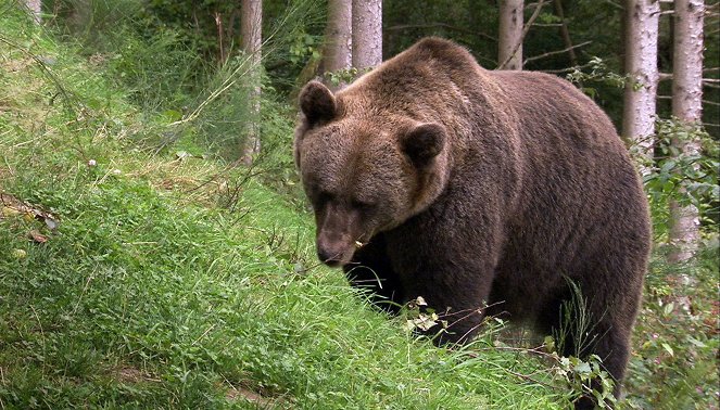 Erlebnis Erde: Bruno, der Bär ohne Pass - mit Hannes Jaenicke auf Spurensuche - Z filmu