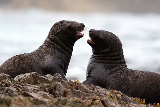 Growing Up Animal - A Baby Sea Lion's Story - Photos