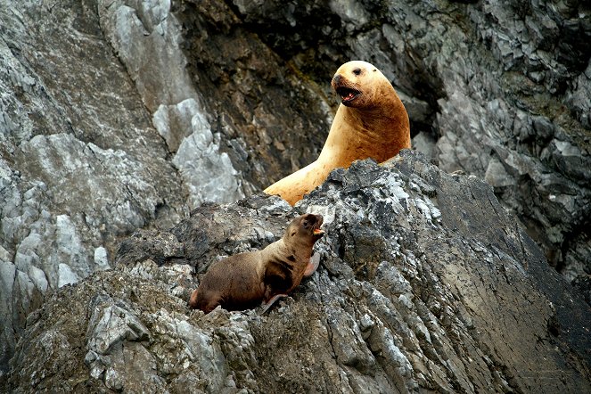 A Baby Sea Lion's Story - 