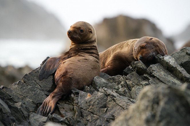Growing Up Animal - A Baby Sea Lion's Story - Photos