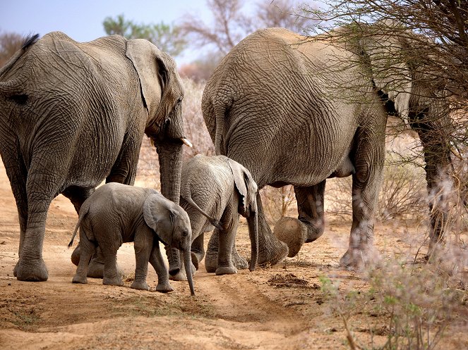 Growing Up Animal - A Baby Elephant's Story - De la película