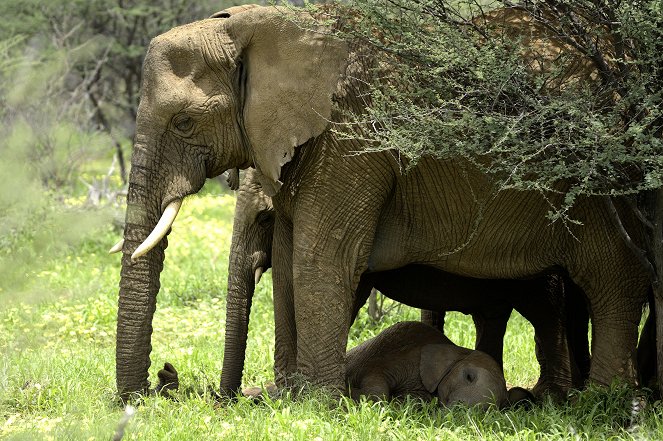 Growing Up Animal - A Baby Elephant's Story - Photos