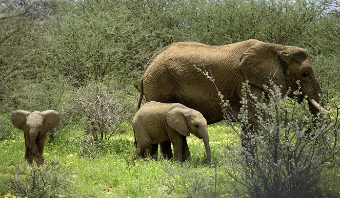 A vadonba születtek - Elefánt - Filmfotók