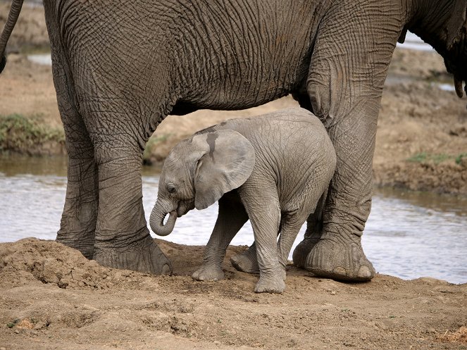 Growing Up Animal - A Baby Elephant's Story - Van film