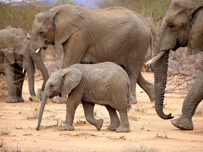 Growing Up Animal - A Baby Elephant's Story - Do filme