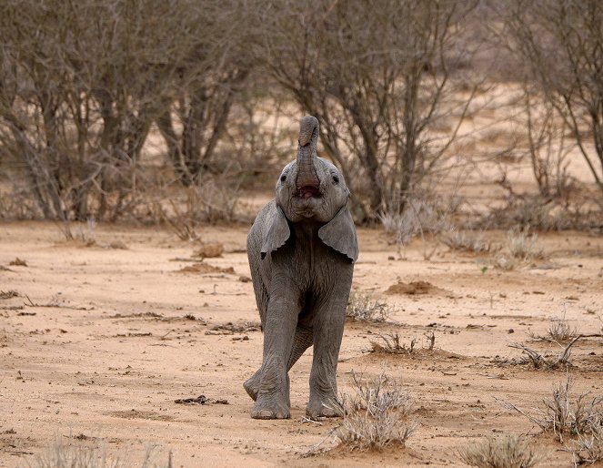 Growing Up Animal - A Baby Elephant's Story - Photos
