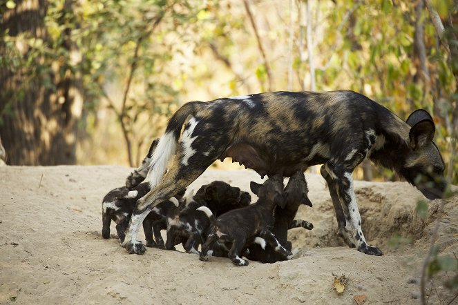 Growing Up Animal - A Baby Wild Dog's Story - Do filme