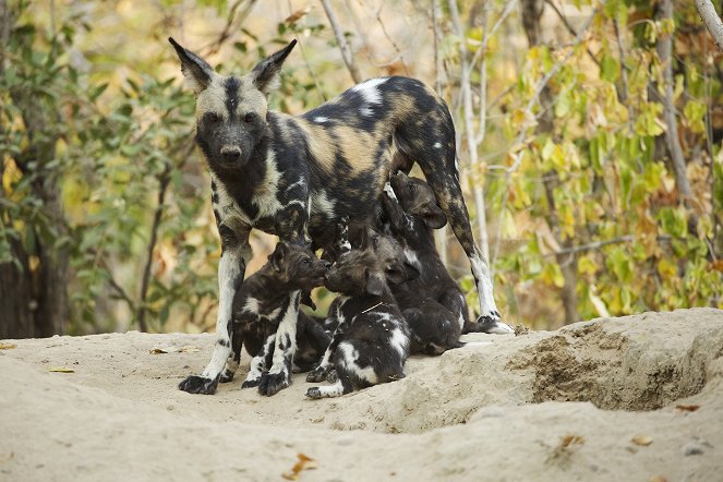 Growing Up Animal - A Baby Wild Dog's Story - Photos