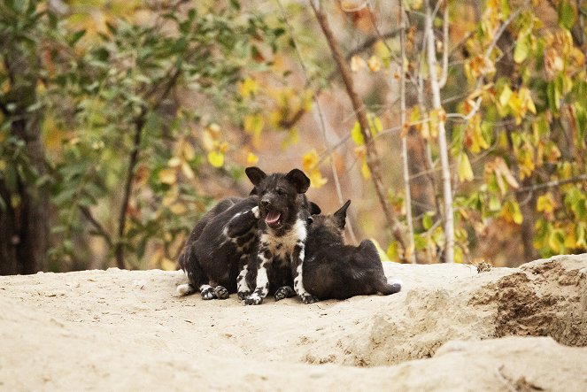 Growing Up Animal - A Baby Wild Dog's Story - Van film