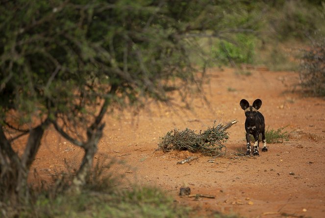 A vadonba születtek - Afrikai vadkutya - Filmfotók