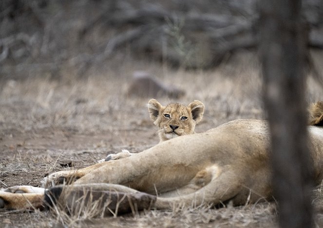 Growing Up Animal - A Baby Lion's Story - De la película