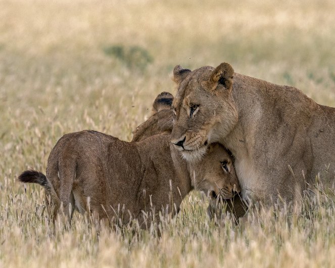 Growing Up Animal - A Baby Lion's Story - Z filmu