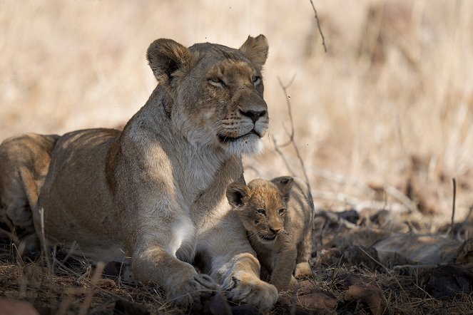 Growing Up Animal - A Baby Lion's Story - Photos