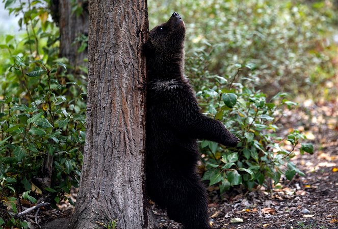 A vadonba születtek - Grizzly medve - Filmfotók