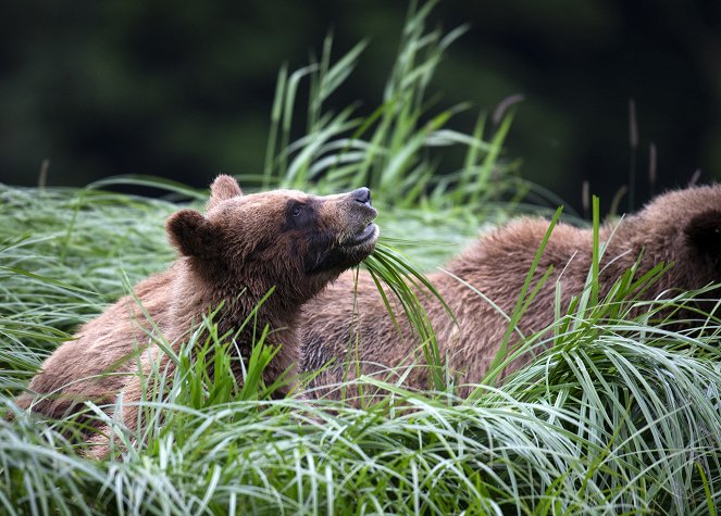 A Baby Grizzly's Story - 