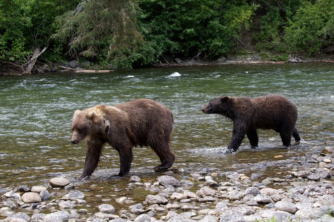 A vadonba születtek - Grizzly medve - Filmfotók