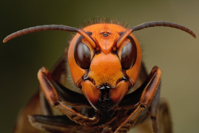 Attack of the Murder Hornets - Photos