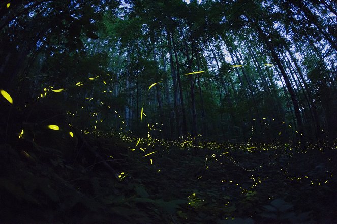 Attenborough és a természet fényei - Filmfotók