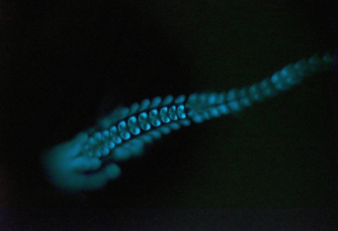 Attenborough's Life That Glows - Photos