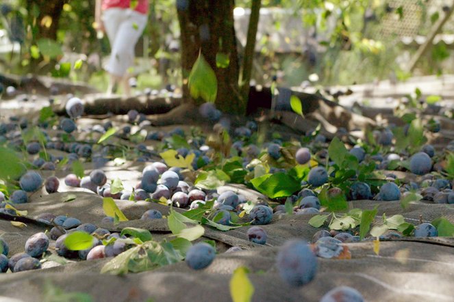 Garten Eden - Blaue Königin aus Baden: Die Bühler Zwetschge - Van film