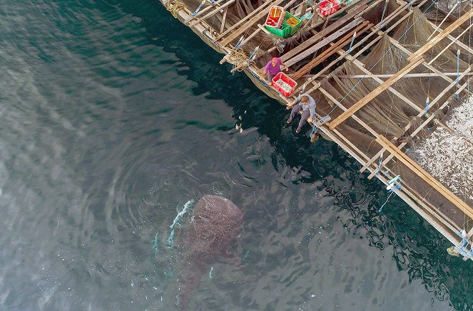 À la rencontre des peuples des mers - Indonésie, les Bugis - Danse avec les requins-baleines - Filmfotók