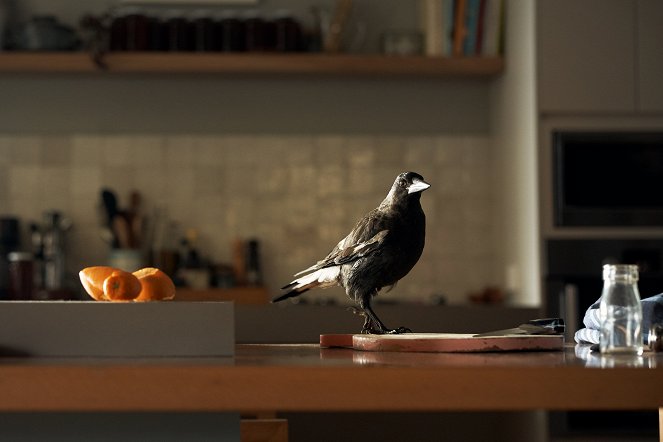 Beflügelt – Ein Vogel namens Penguin Bloom - Filmfotos