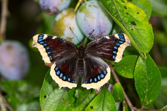 Wo sind die Schmetterlinge hin? - Photos