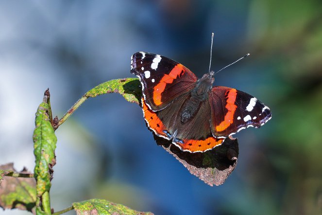 Wo sind die Schmetterlinge hin? - Photos