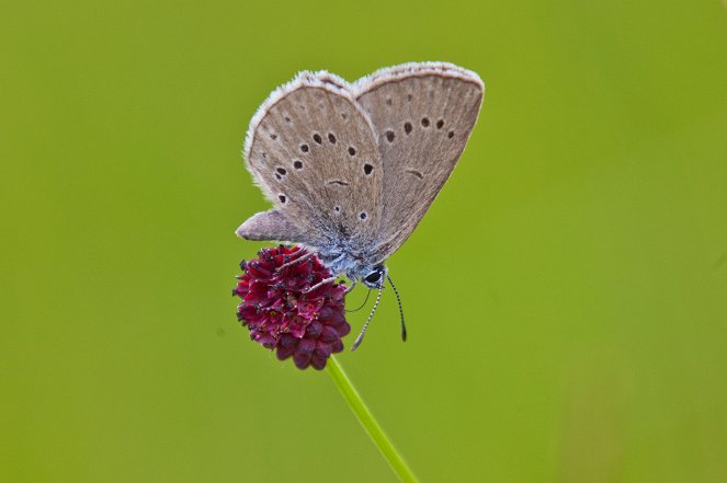 Wo sind die Schmetterlinge hin? - Photos