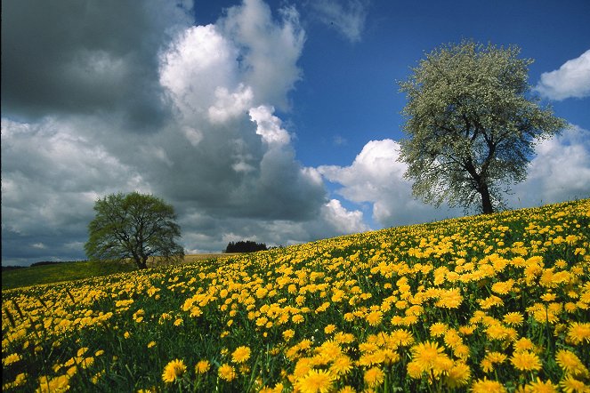 Wo sind die Schmetterlinge hin? - Photos