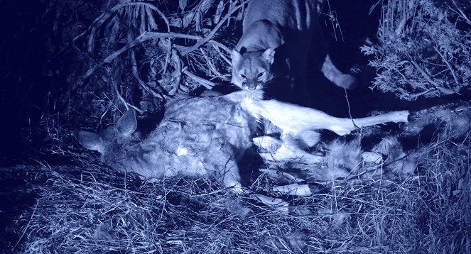 Die Zeit der großen Katzen - Filmfotos