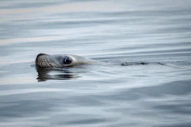 Wild Pacific Rescue - Baby Sea Otter Finds a Family - De filmes