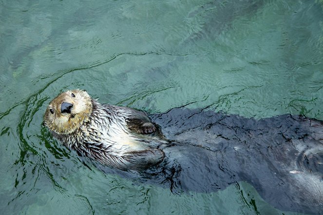 Villin Tyynenmeren pelastajat - Baby Sea Otter Finds a Family - Kuvat elokuvasta