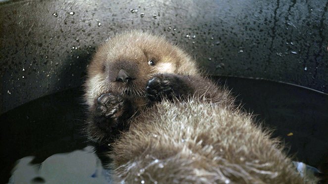 Wild Pacific Rescue - Baby Sea Otter Finds a Family - Van film