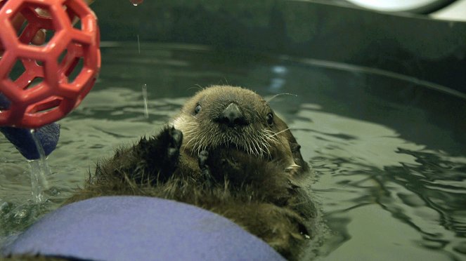Wild Pacific Rescue - Baby Sea Otter Finds a Family - Film