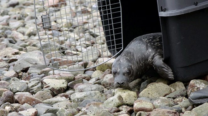 Záchrana tichomořské divočiny - Baby Sea Otter Finds a Family - Z filmu