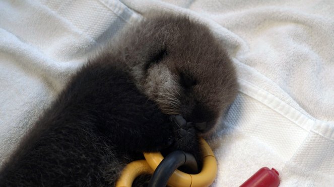 Wild Pacific Rescue - Baby Sea Otter Finds a Family - Photos