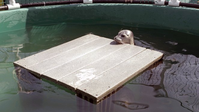 Wild Pacific Rescue - Baby Sea Otter Finds a Family - Do filme