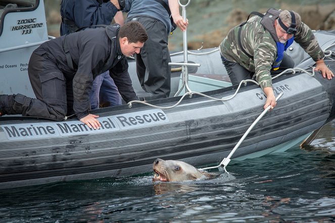Záchrana tichomořské divočiny - Baby Sea Otter Finds a Family - Z filmu