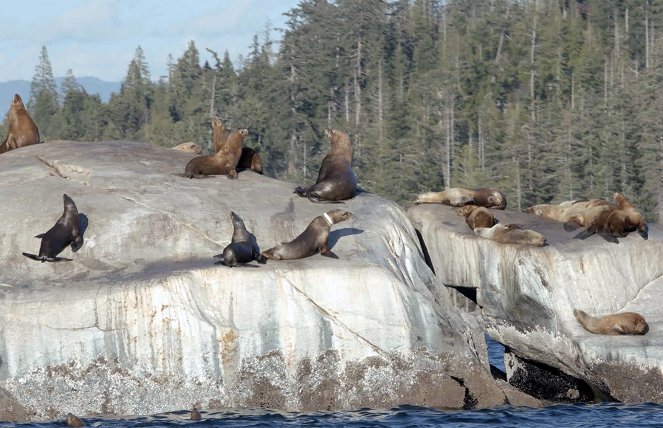 Wild Pacific Rescue - Battle to Save a Sea Lion - Filmfotos