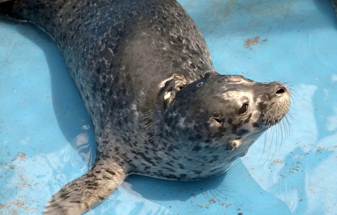 Wild Pacific Rescue - Battle to Save a Sea Lion - Do filme