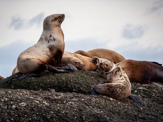 Záchrana tichomořské divočiny - Battle to Save a Sea Lion - Z filmu
