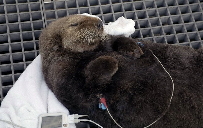 Záchrana tichomořské divočiny - Battle to Save a Sea Lion - Z filmu