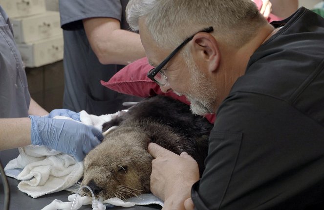 Csendes-óceáni állatmentők - Az oroszlánfóka megmentése - Filmfotók