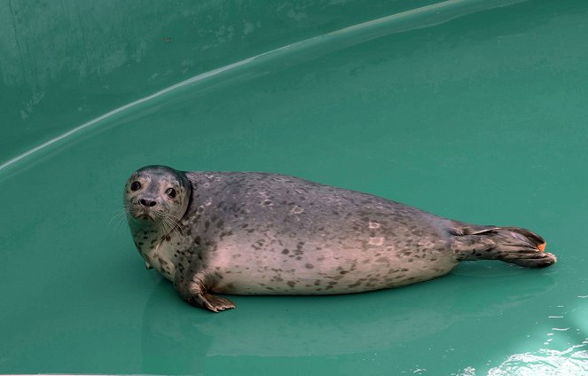 Wild Pacific Rescue - Battle to Save a Sea Lion - Photos