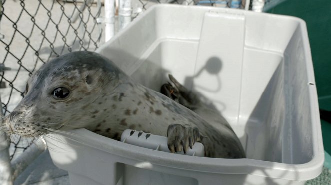 Wild Pacific Rescue - Battle to Save a Sea Lion - Do filme