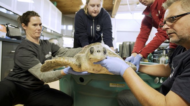 Csendes-óceáni állatmentők - Az eltévedt tengeri teknős - Filmfotók