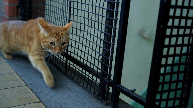 Le Chat dans le Mur - Kuvat elokuvasta