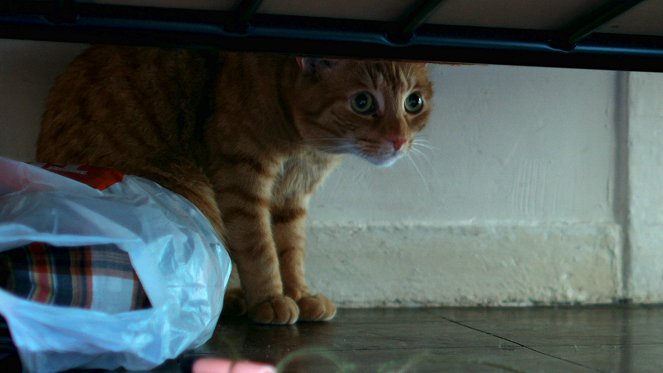 Le Chat dans le Mur - Filmfotos